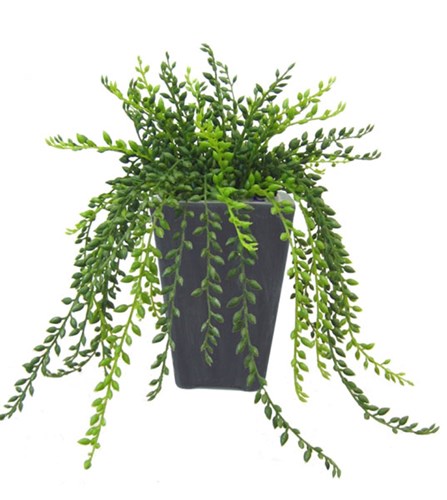 Senecio rowleyanus/ Erwtenplant