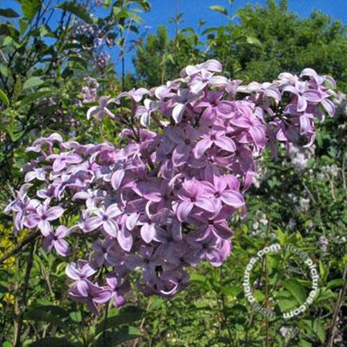 Afbeelding bij Sering - Syringa chinensis &#039;Saugeana&#039;