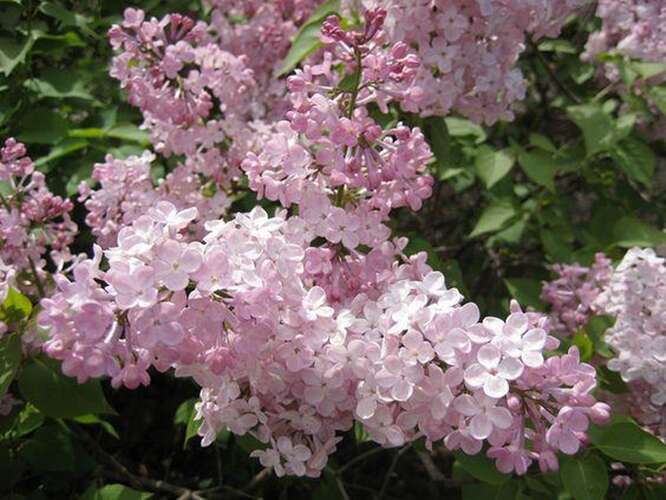 Afbeelding bij Sering - Syringa hyac. &#039;Esther Staley&#039;