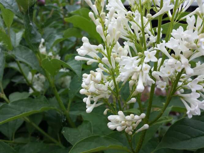 Afbeelding bij Sering - Syringa josiflexa &#039;Agnes Smith&#039; 