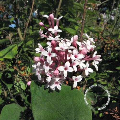 Afbeelding bij Sering - Syringa microphylla &#039;Superba&#039; 