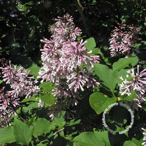 Afbeelding bij Sering - Syringa patula &#039;Miss Kim&#039;