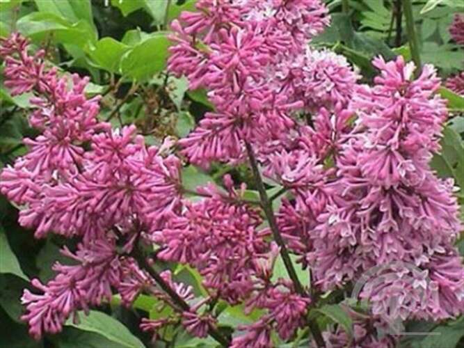Afbeelding bij Sering - Syringa prest. &#039;Redwine&#039; 
