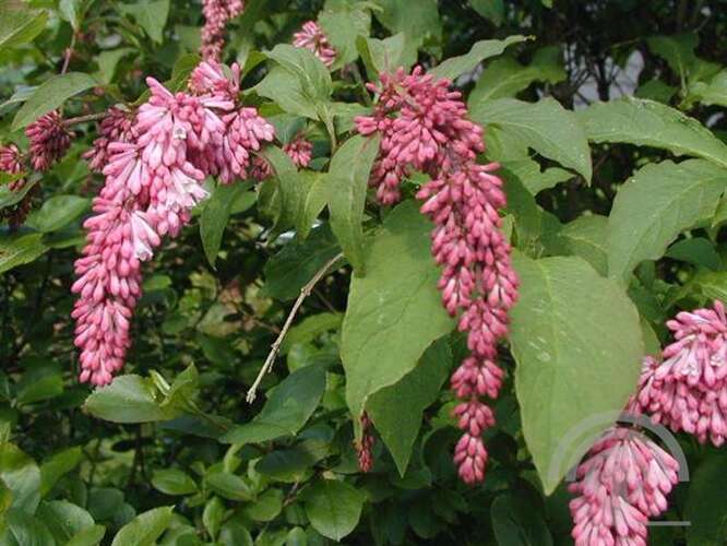 Afbeelding bij Sering - Syringa reflexa 