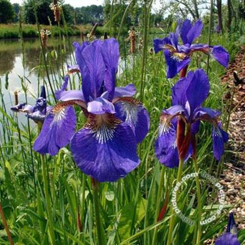 Afbeelding bij Siberische lis - Iris sibirica 