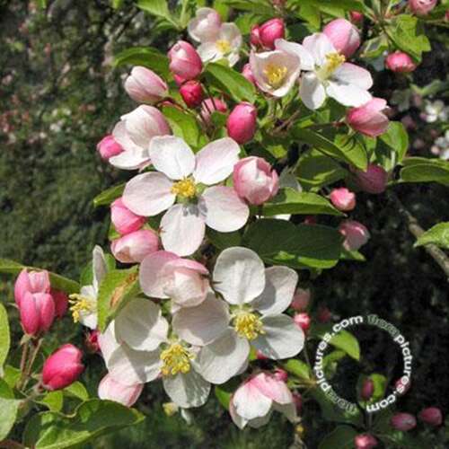 Afbeelding bij Sierappel - Malus &#039;Butterball&#039;