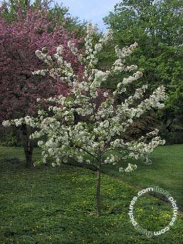 Afbeelding bij Sierappel - Malus &#039;Evereste&#039;