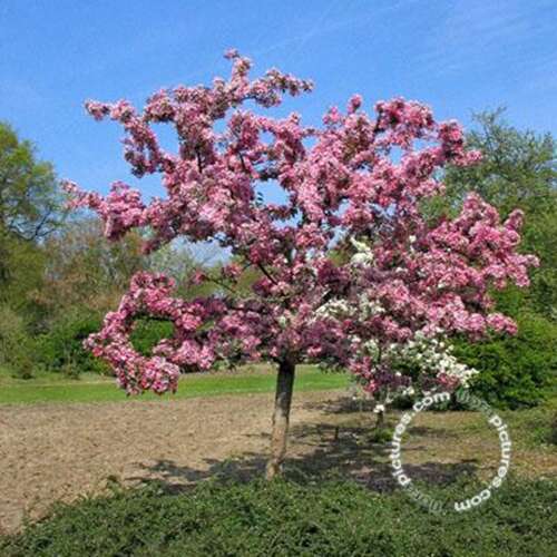 Afbeelding bij Sierappel - Malus &#039;Hopa&#039;