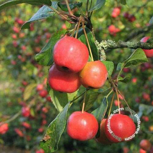 Afbeelding bij Sierappel - Malus &#039;Red Sentinel&#039;