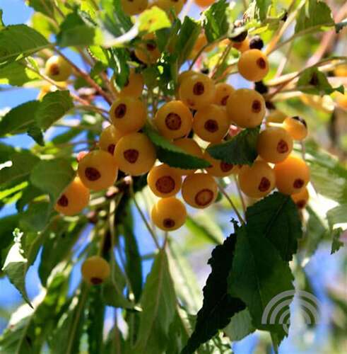 Afbeelding bij Sierappel - Malus toringo &#039;Brouwers Beauty&#039;