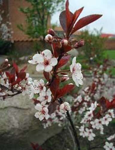 Afbeelding bij Sierkers - Prunus cistena
