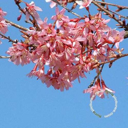 Afbeelding bij Sierkers - Prunus &#039;Okame&#039;