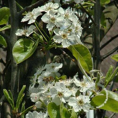 Afbeelding bij Sierpeer - Pyrus calleryana &#039;Chanticleer&#039;