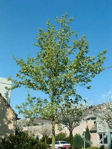 Afbeelding bij Sierpeer - Pyrus calleryana &#039;Redspire&#039;