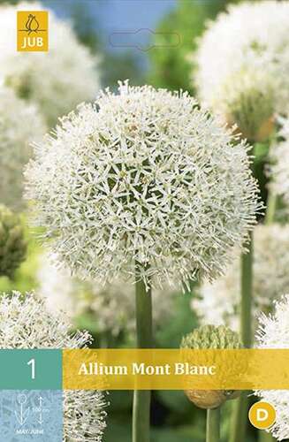 Afbeelding bij  Sierui - Allium &#039;Mont Blanc&#039;