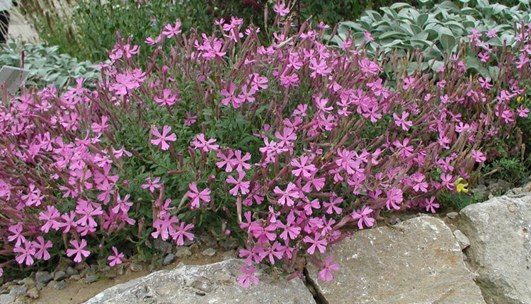 Afbeelding bij Silene / lijmkruid  (soort)