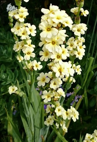 Afbeelding bij Sisyrinchium / Steriris / Bieslelie