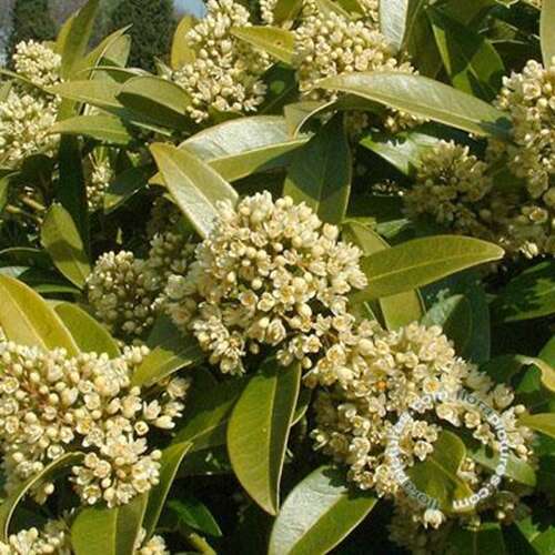 Afbeelding bij Skimmia - Skimmia confusa 'Kew Green'