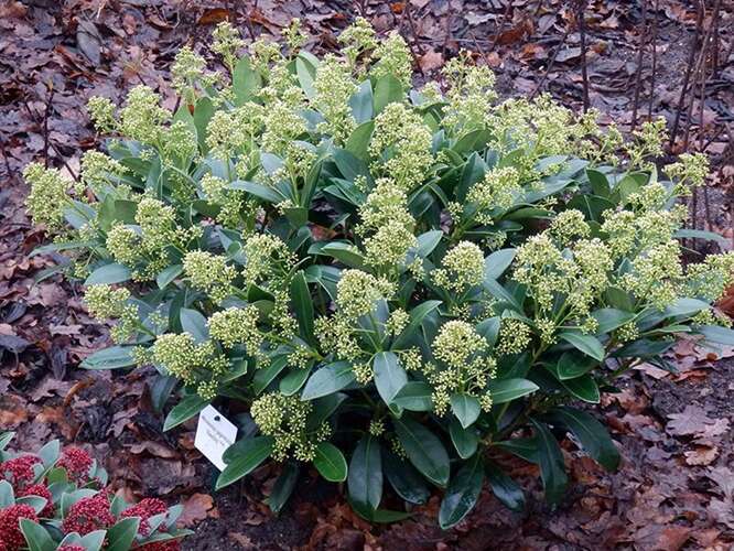 Skimmia Skimmia japonica 