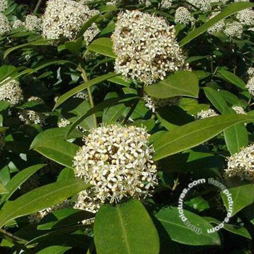 Afbeelding bij Skimmia - Skimmia japonica &#039;Fragrant Cloud&#039; - mannelijk