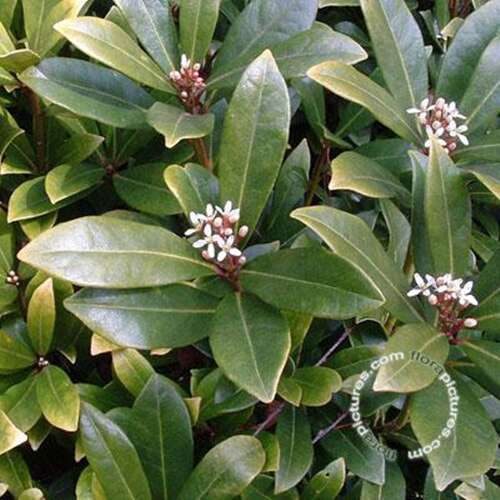 Afbeelding bij Skimmia - Skimmia japonica 