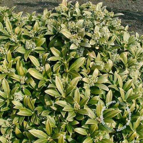Afbeelding bij Skimmia - Skimmia japonica &#039;Kew White&#039; 