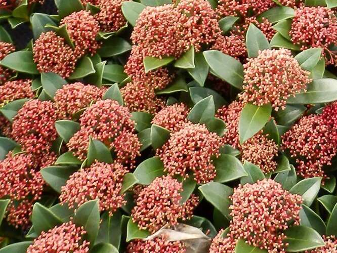 Afbeelding bij Skimmia - Skimmia japonica &#039;Pink Dwarf&#039; 