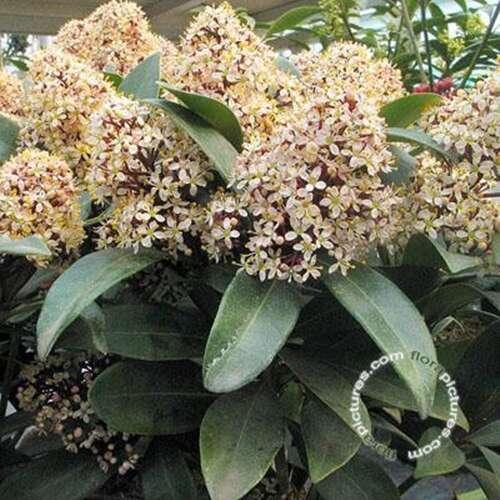 Afbeelding bij Skimmia - Skimmia japonica 'Rubella' -
