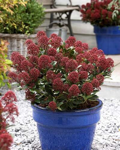 Afbeelding bij Skimmia - Skimmia japonica 'Rubesta Jos'
