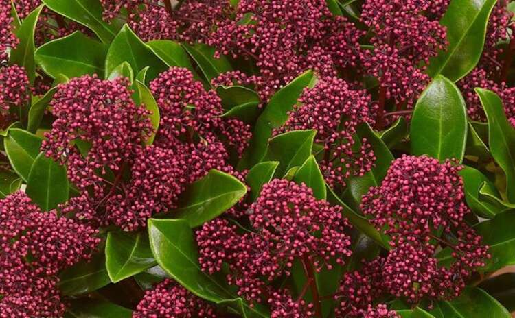 Afbeelding bij Skimmia - Skimmia japonica &#039;Rubesta Optima&#039; 