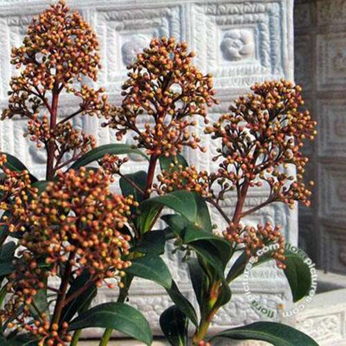 Afbeelding bij Skimmia - Skimmia japonica 'Rubinetta'