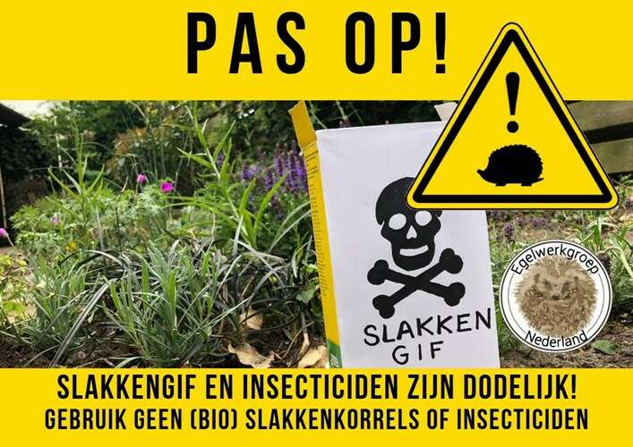 Afbeelding bij Slakkenkorrels slecht voor egels. 