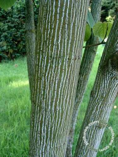 Afbeelding bij Slangenbastesdoorn - Acer pensylvanicum 