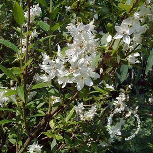 Afbeelding bij Slanke deutzia - Deutzia gracilis 