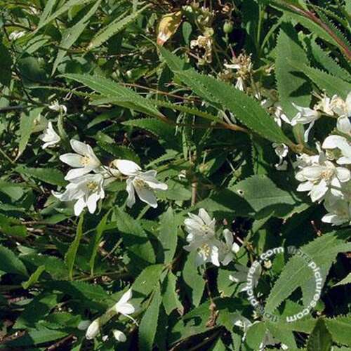 Afbeelding bij Slanke deutzia - Deutzia gracilis 'Nikko'