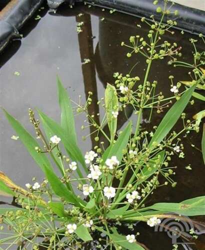 Afbeelding bij Slanke waterweegbree - Alisma lanceolatum 