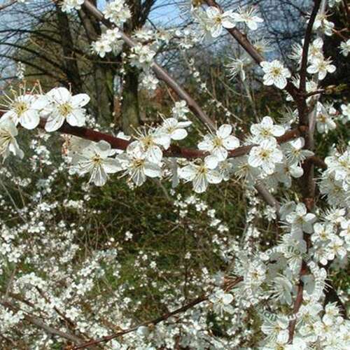 Afbeelding bij Sleedoorn - Prunus spinosa