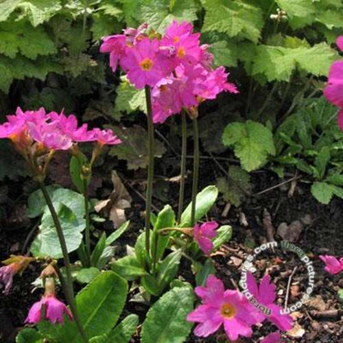 Afbeelding bij Sleutelbloem - Primula rosea 