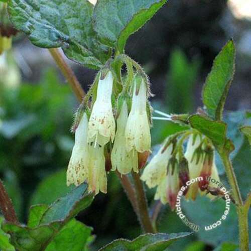 Afbeelding bij Smeerwortel - Symphytum grandiflorum 