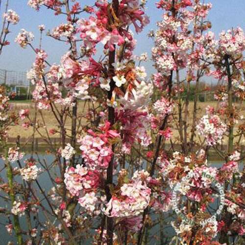 Afbeelding bij Sneeuwbal - Viburnum bodn. &#039;Charles Lamont&#039; 