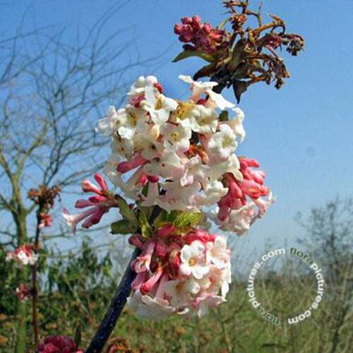 Afbeelding bij Sneeuwbal - Viburnum bodn. &#039;Deben&#039; 