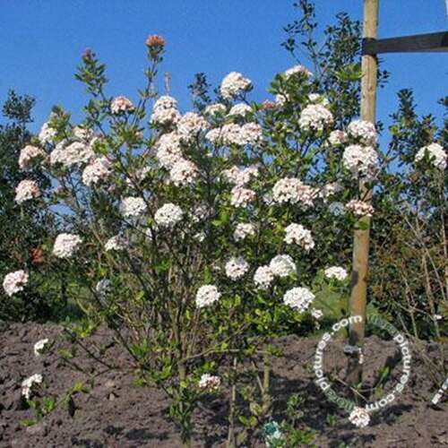 Afbeelding bij Sneeuwbal - Viburnum burkw. 'Anne Russell'  