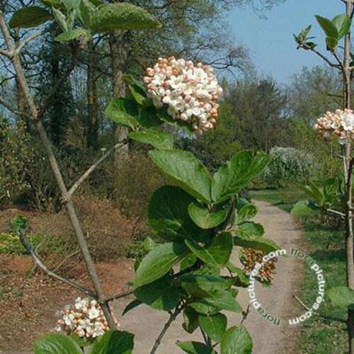 Afbeelding bij Sneeuwbal - Viburnum carlcephalum 