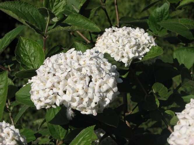 Afbeelding bij Sneeuwbal - Viburnum carlesii 