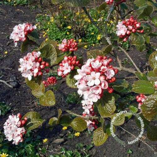 Afbeelding bij Sneeuwbal - Viburnum carlesii &#039;Aurora&#039; 