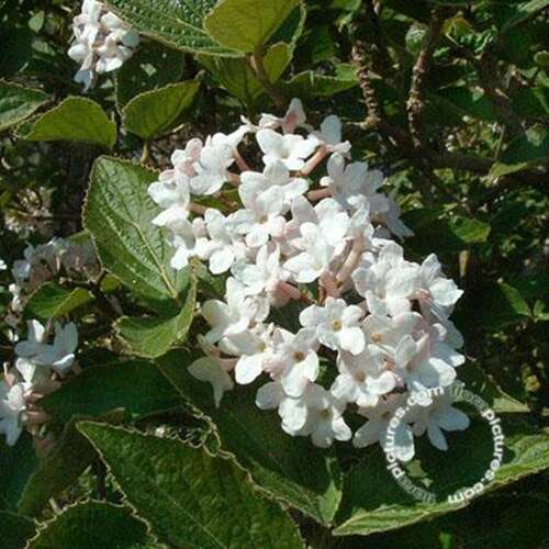 Afbeelding bij Sneeuwbal - Viburnum carlesii &#039;Juddii&#039; 