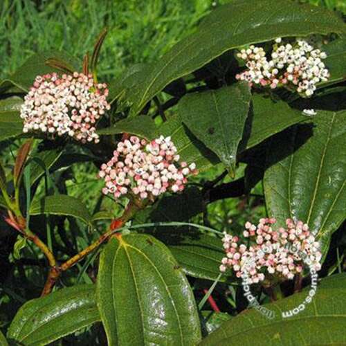 Afbeelding bij Sneeuwbal - Viburnum davidii