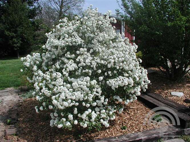 Afbeelding bij Sneeuwbal - Viburnum &#039;Eskimo&#039; 