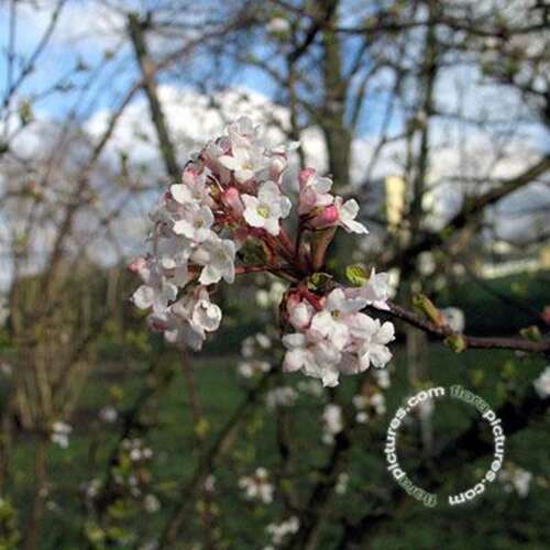 Afbeelding bij Sneeuwbal - Viburnum farreri 