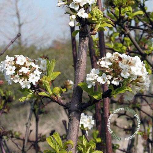 Afbeelding bij Sneeuwbal - Viburnum farreri &#039;Candidissimum&#039; 